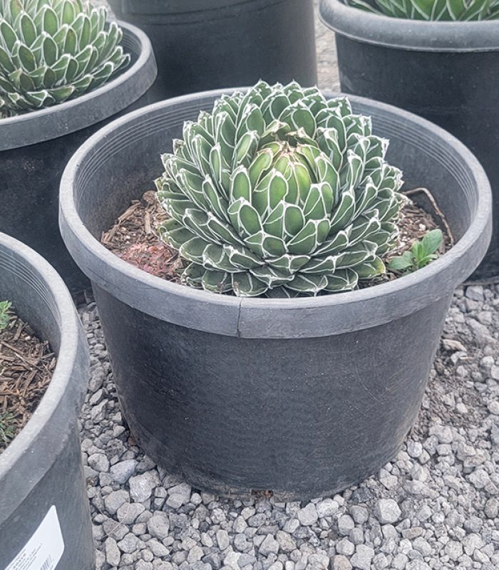 Agave Victoriae-Reginae