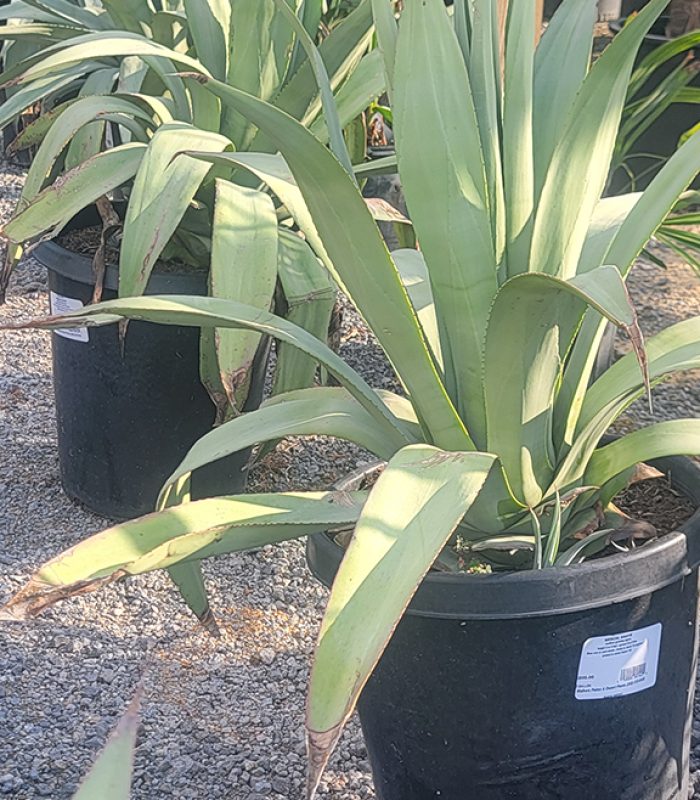 Agave