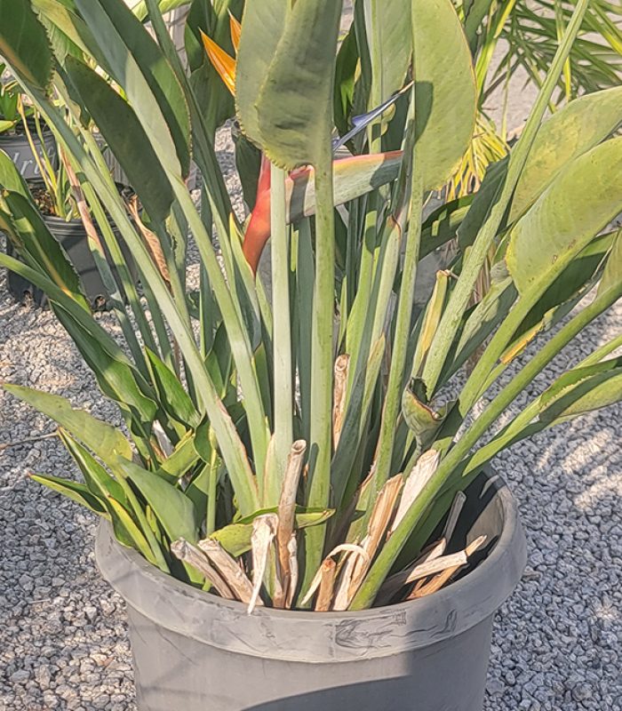 Bird of Paradise
