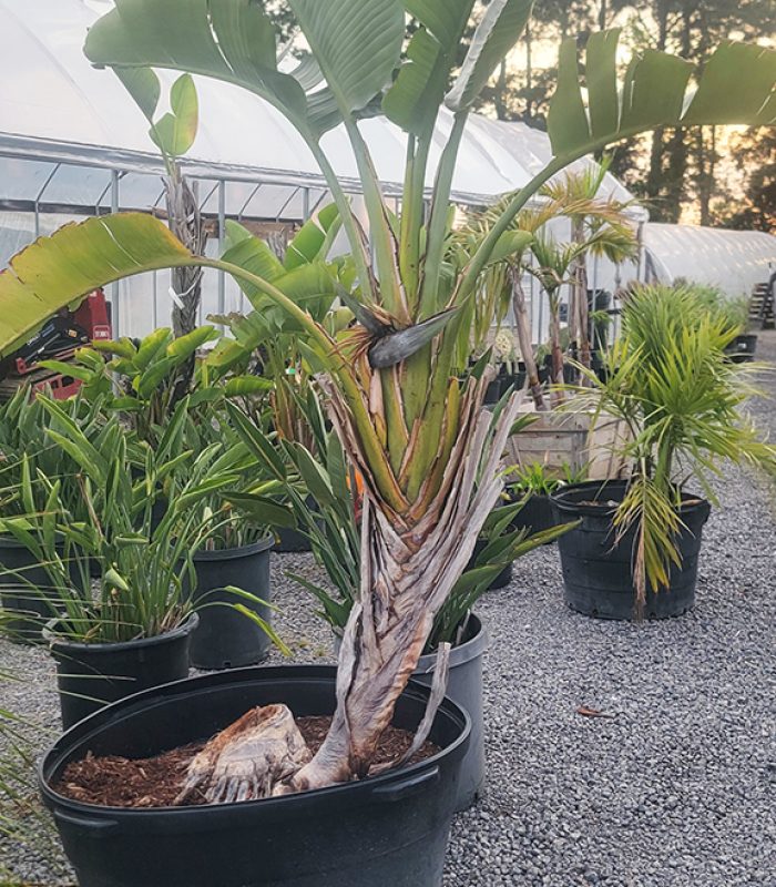 Giant Bird of Paradise
