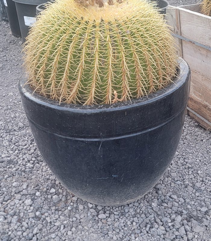 Giant Golden Barrel Cactus 2
