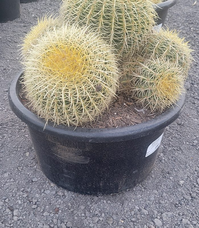Golden Barrel Cactus Cluster