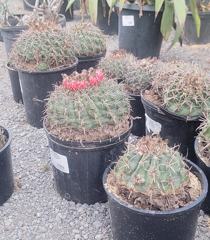 Horse Crippler Cactus