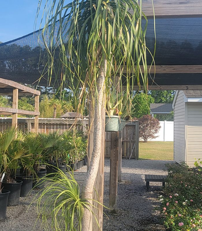 Horsetail Palm