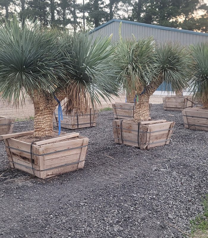 Multi-Trunk Yucca Rostrata