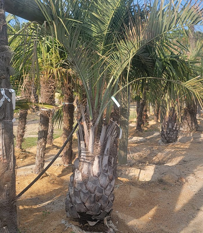 Palm 1