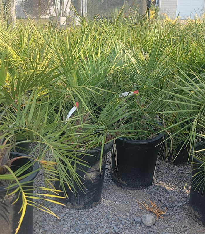 Palm 3
