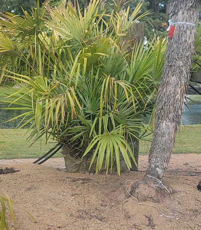 Palm 4