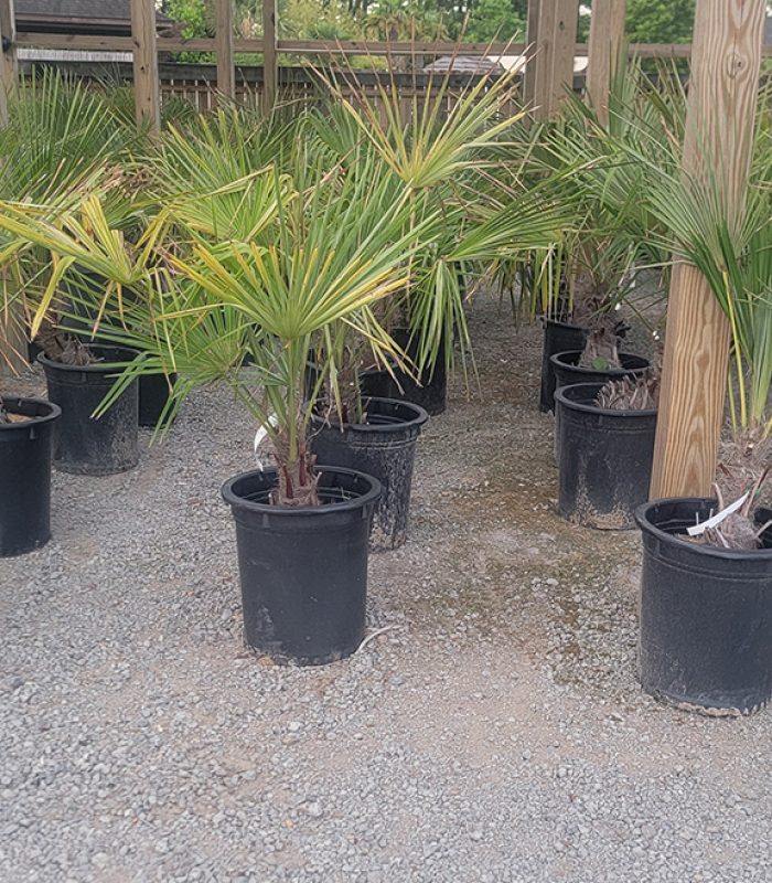 Palm 5