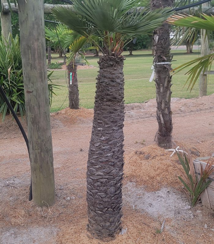 Palm 8