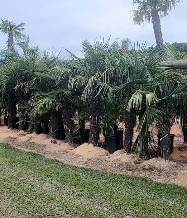 Palm Trees Stock