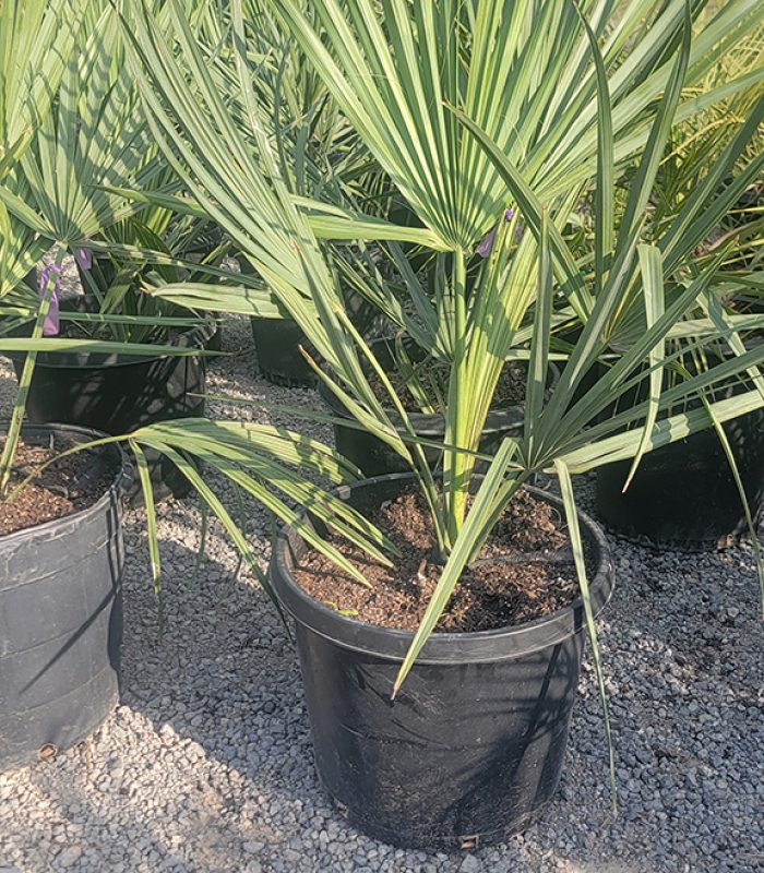 Sabal Minor