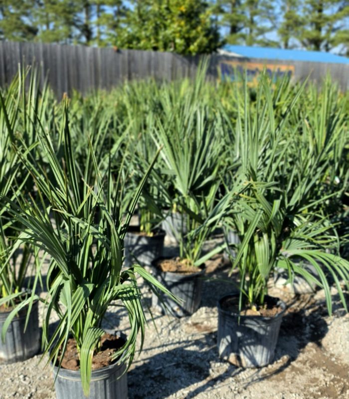 Sabal minor 2 - 7-15-30 gallon