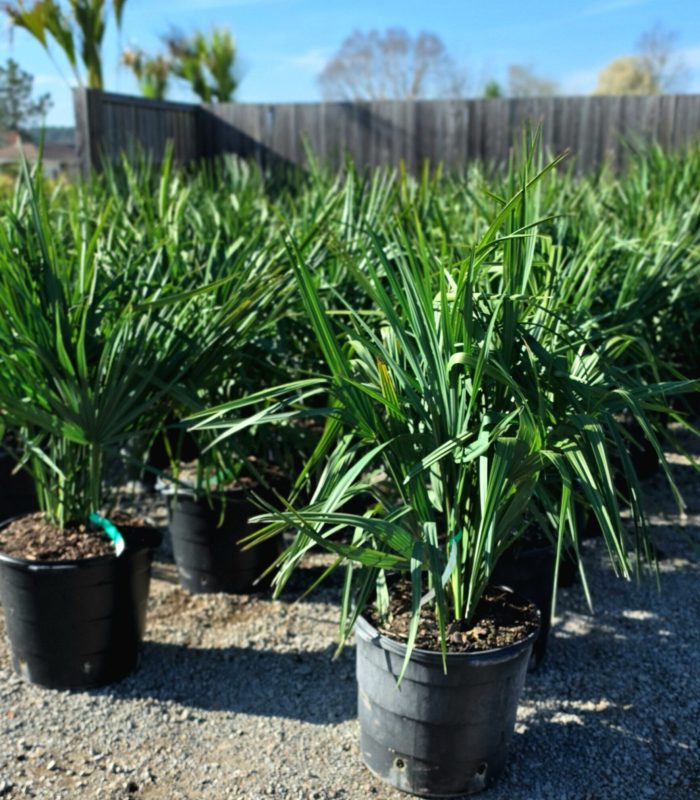 Sabal minor - 7-15-30 gallon