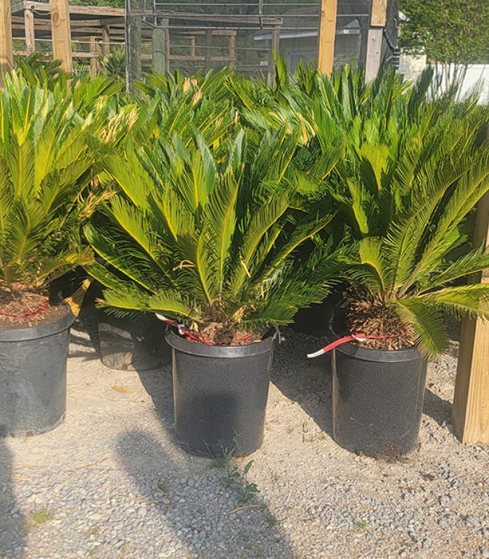 Sago Palm