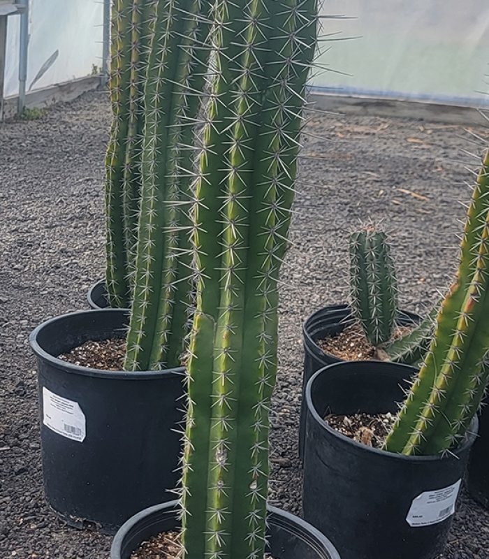 Saguaro Cactus