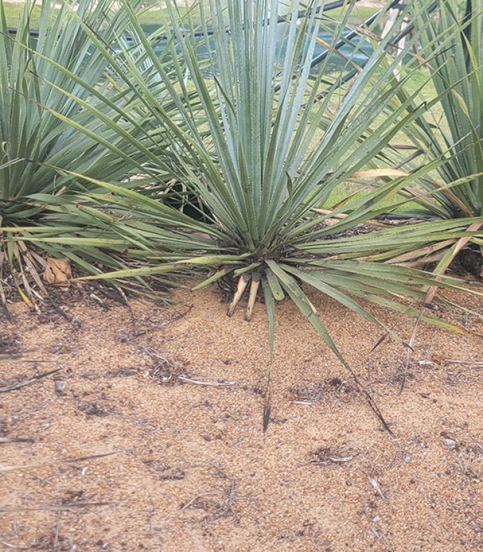Sotol Plant 2