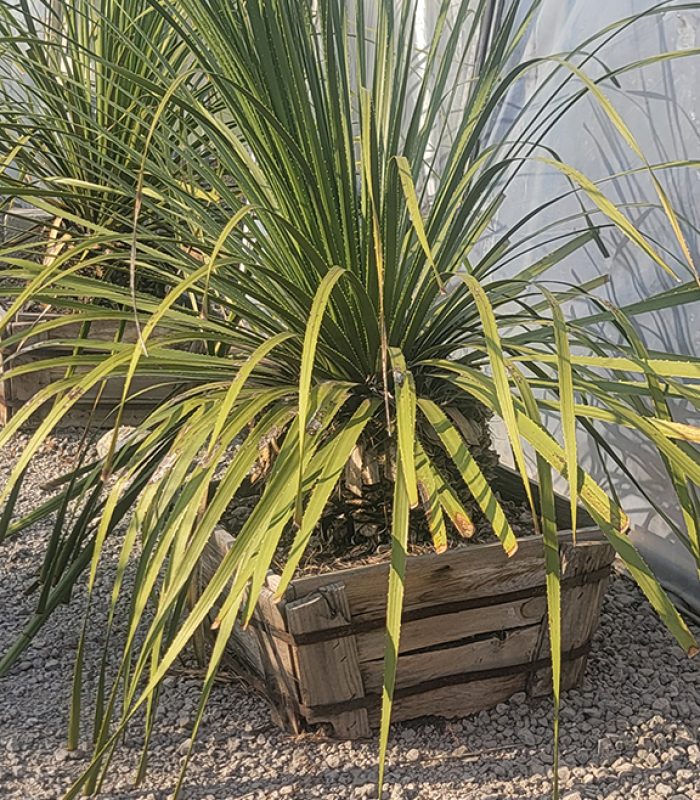 Sotol Plant