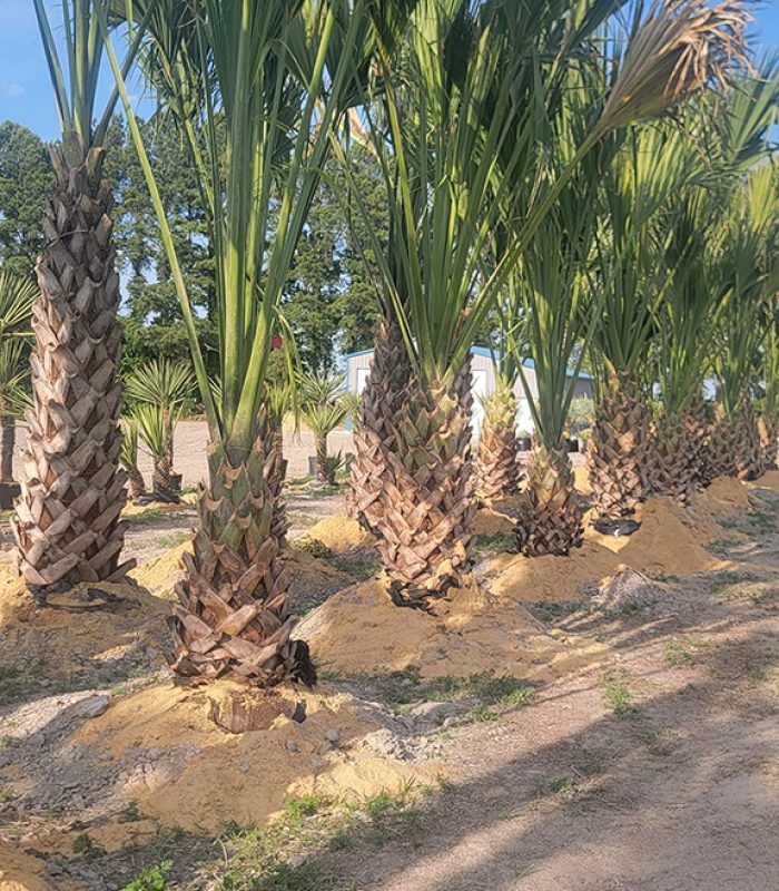 Texas Sabal