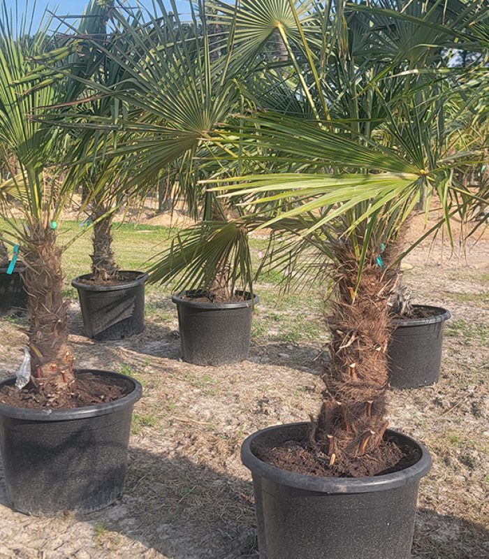 Windmill Palm