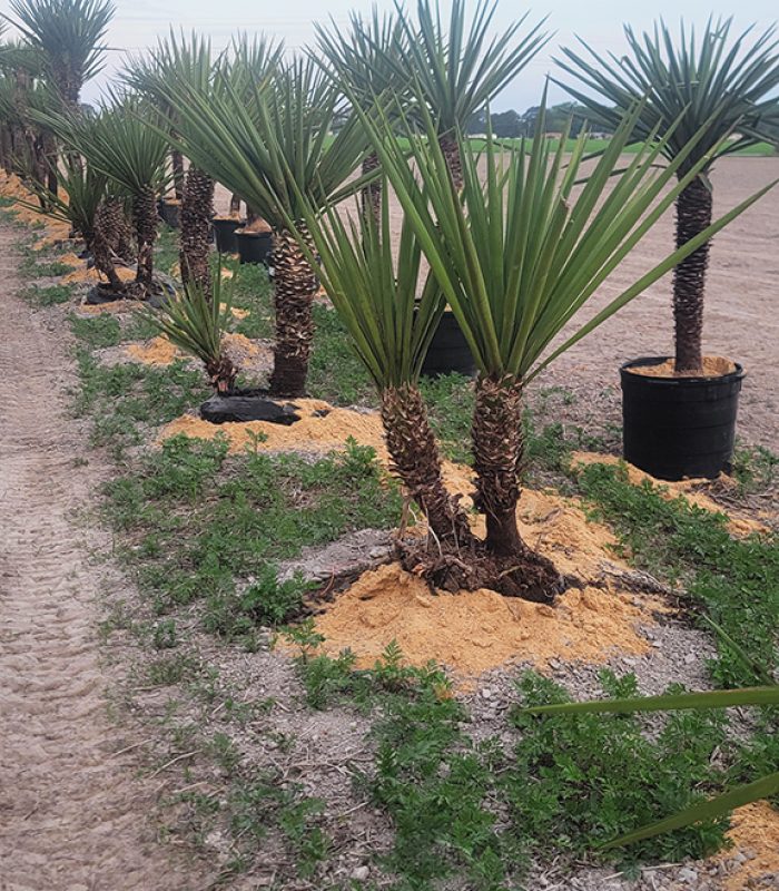 Yucca 2