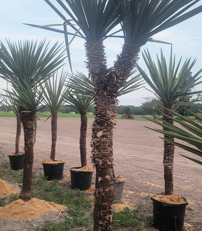 Yucca 3