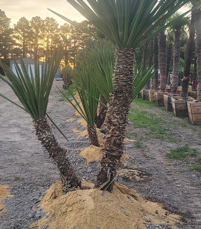 Yucca 4
