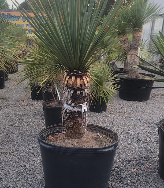 Yucca 5
