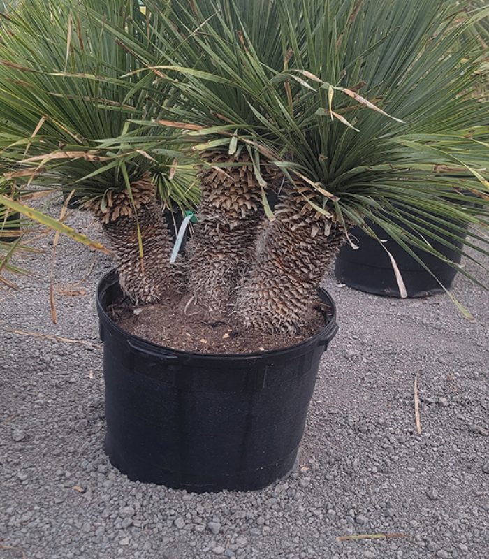 Yucca Rostrata 2