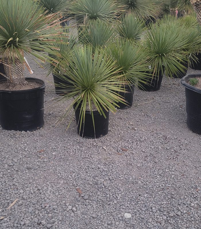 Yucca Rostrata