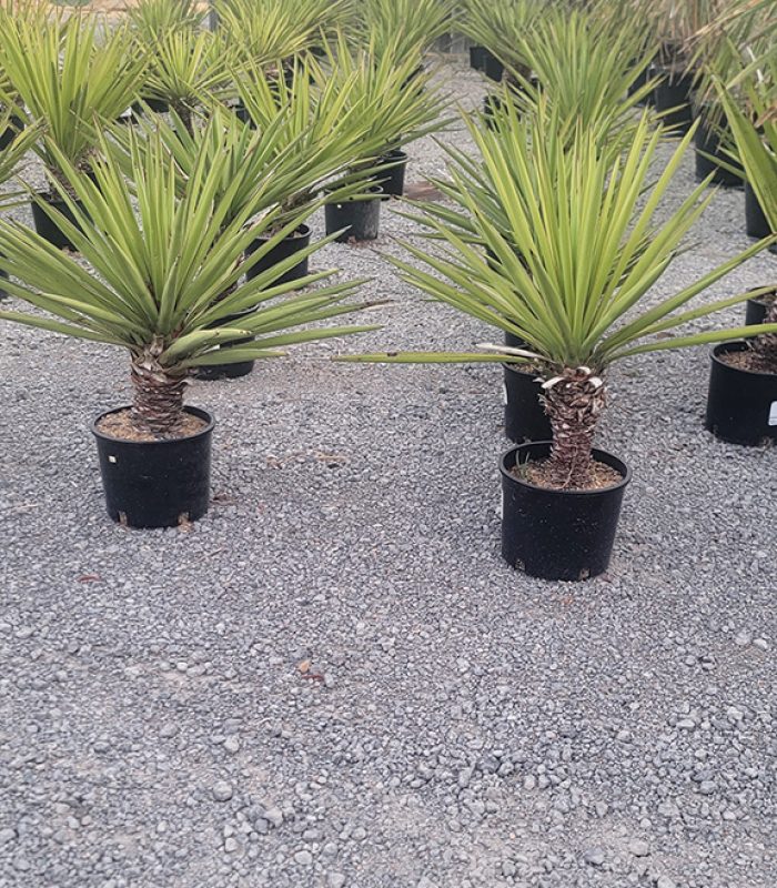 Yucca