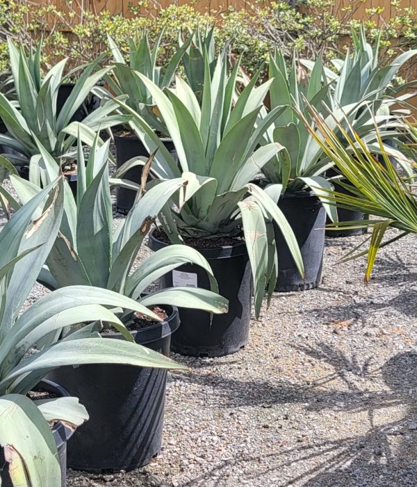 agave 3