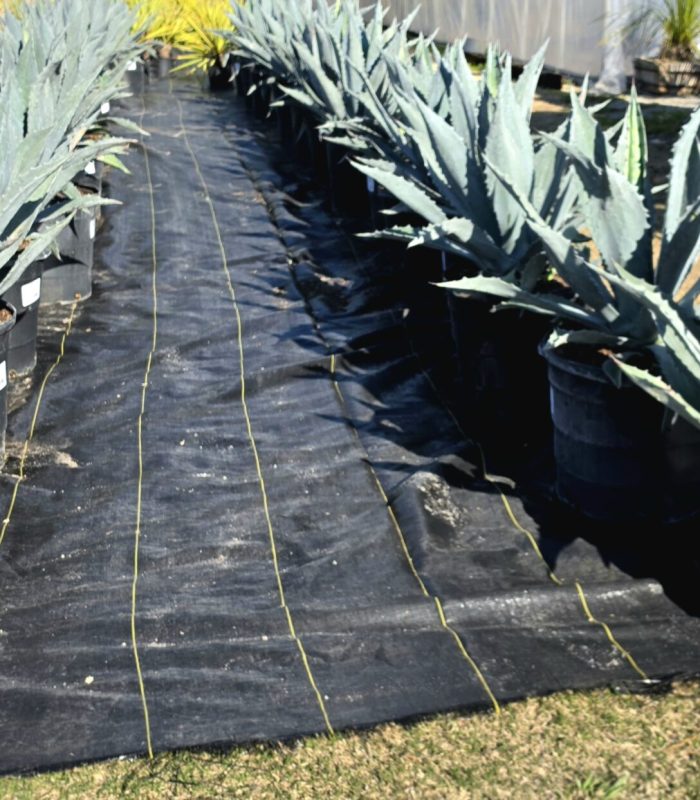 agave americana 1 15gallons