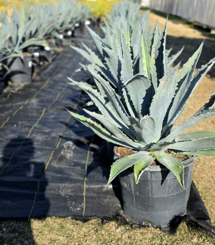 agave americana 2 15gallons