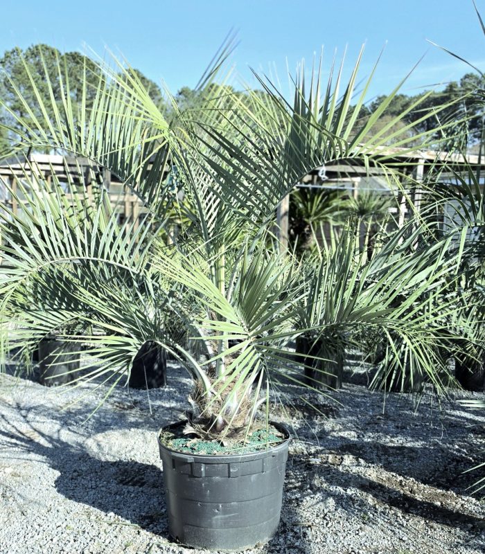 - butia capitata