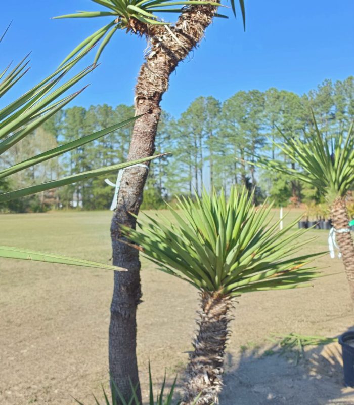 hybrid yucca treculeana 1