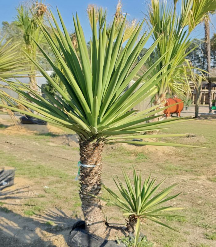 hybrid yucca treculeana 2
