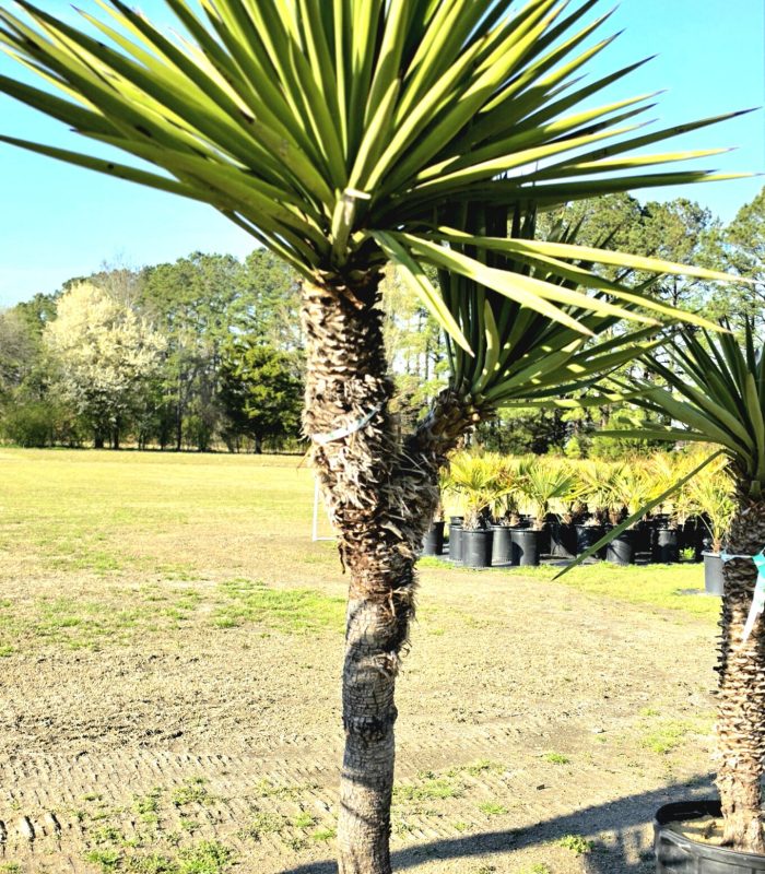 hybrid yucca treculeana 3
