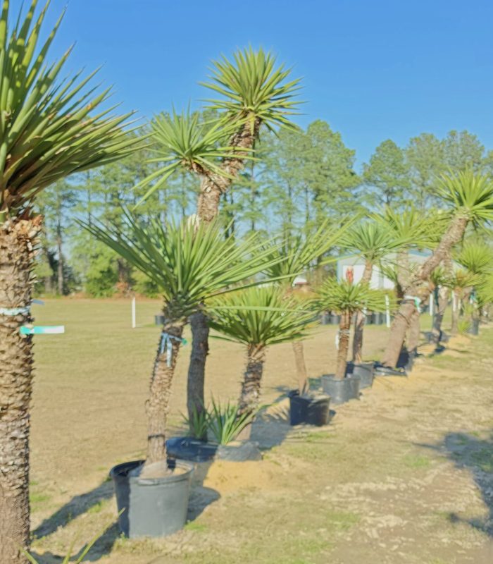 hybrid yucca treculeana 4