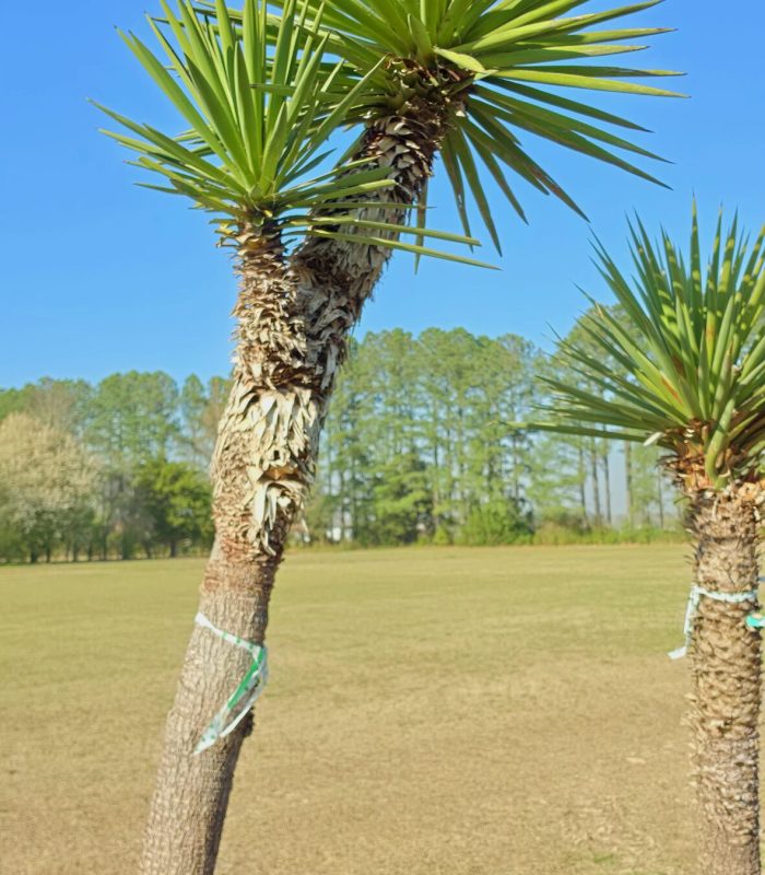 hybrid yucca treculeana 5