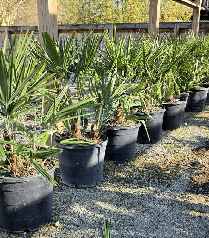 needle palm - 15 gallon - rhapidophyllum hystrix