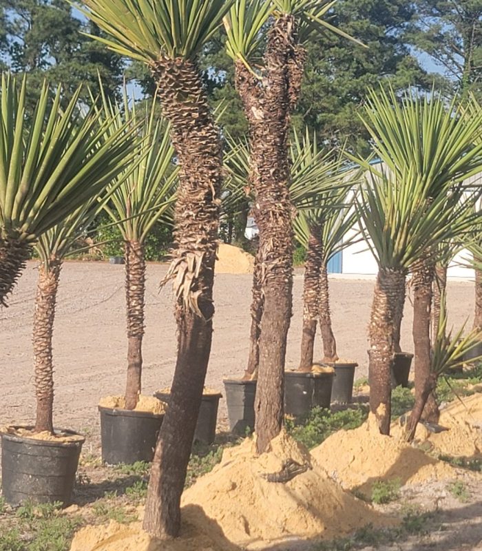 yucca