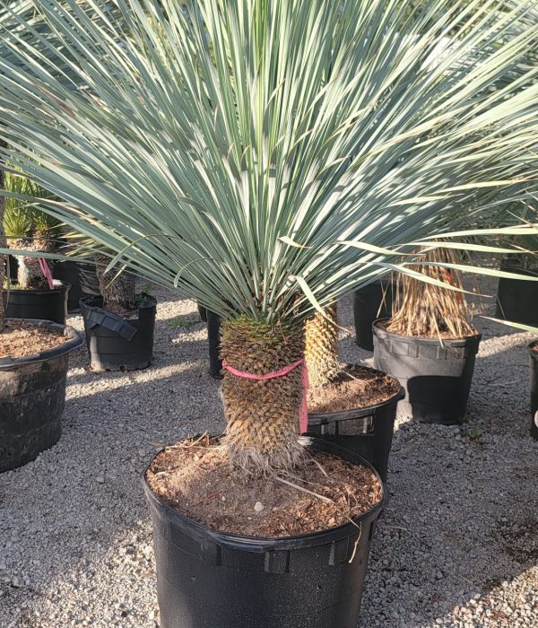 yucca1 (1)