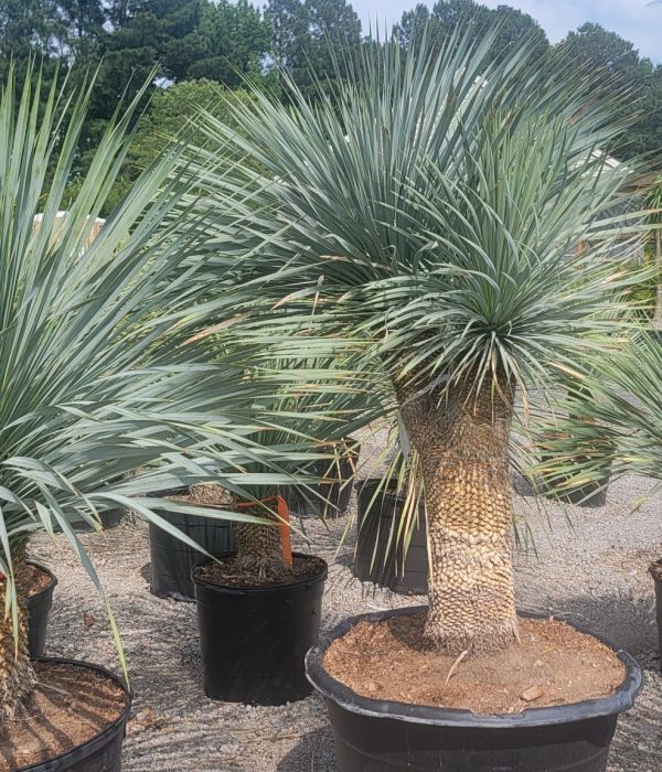 yucca1 (10)