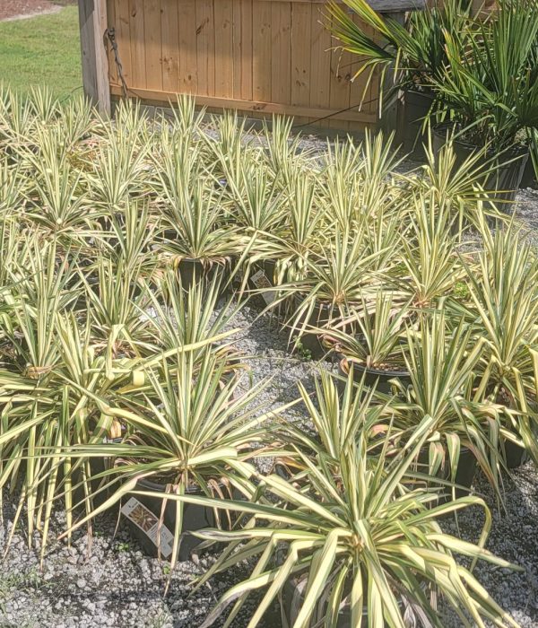 yucca1 (15)