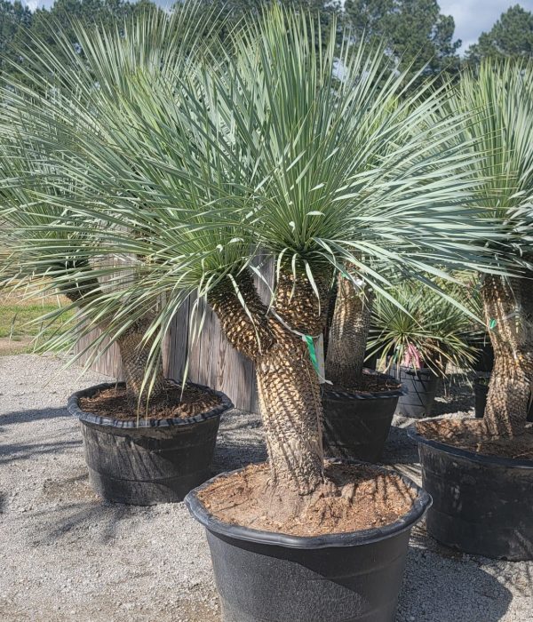 yucca1 (17)