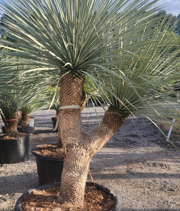 yucca1 (18)