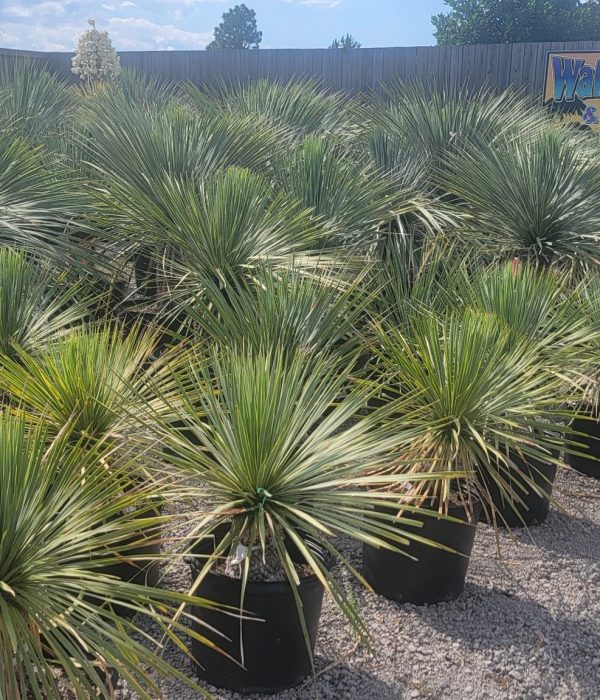 yucca1 (2)