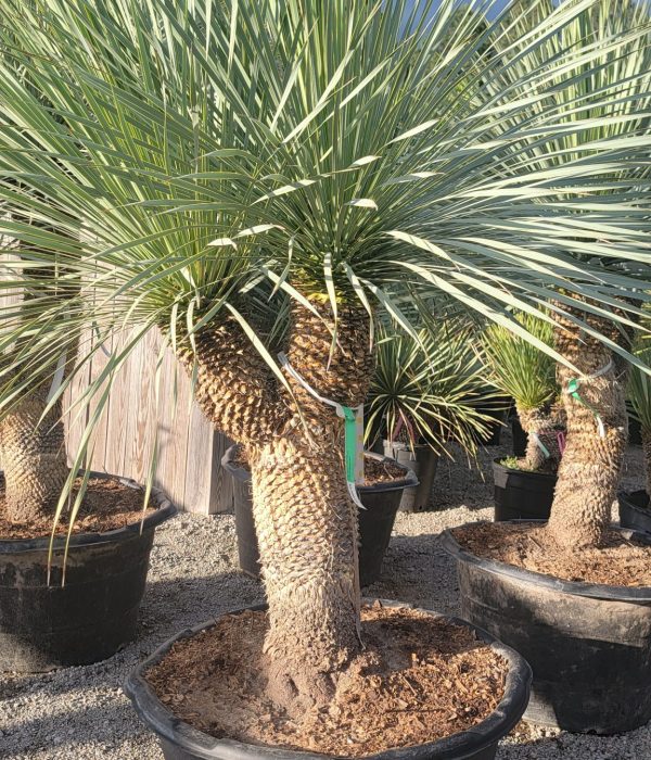 yucca1 (20)