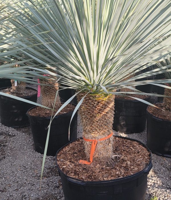 yucca1 (27)